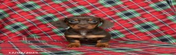 Miniature Dachshund dogs for sale: Ivy - Ad 5