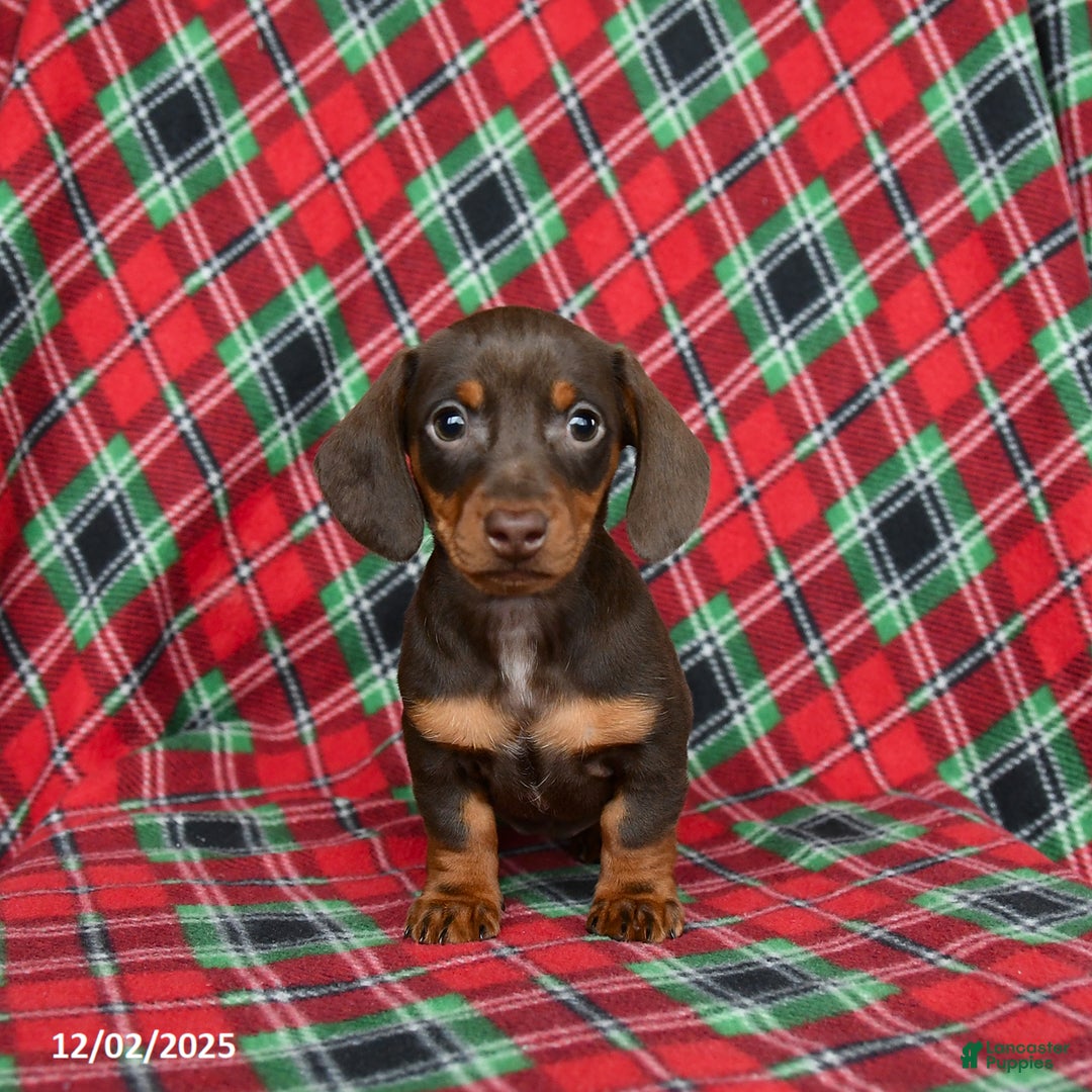 Miniature Dachshund dogs for sale: Ivy - Ad 5
