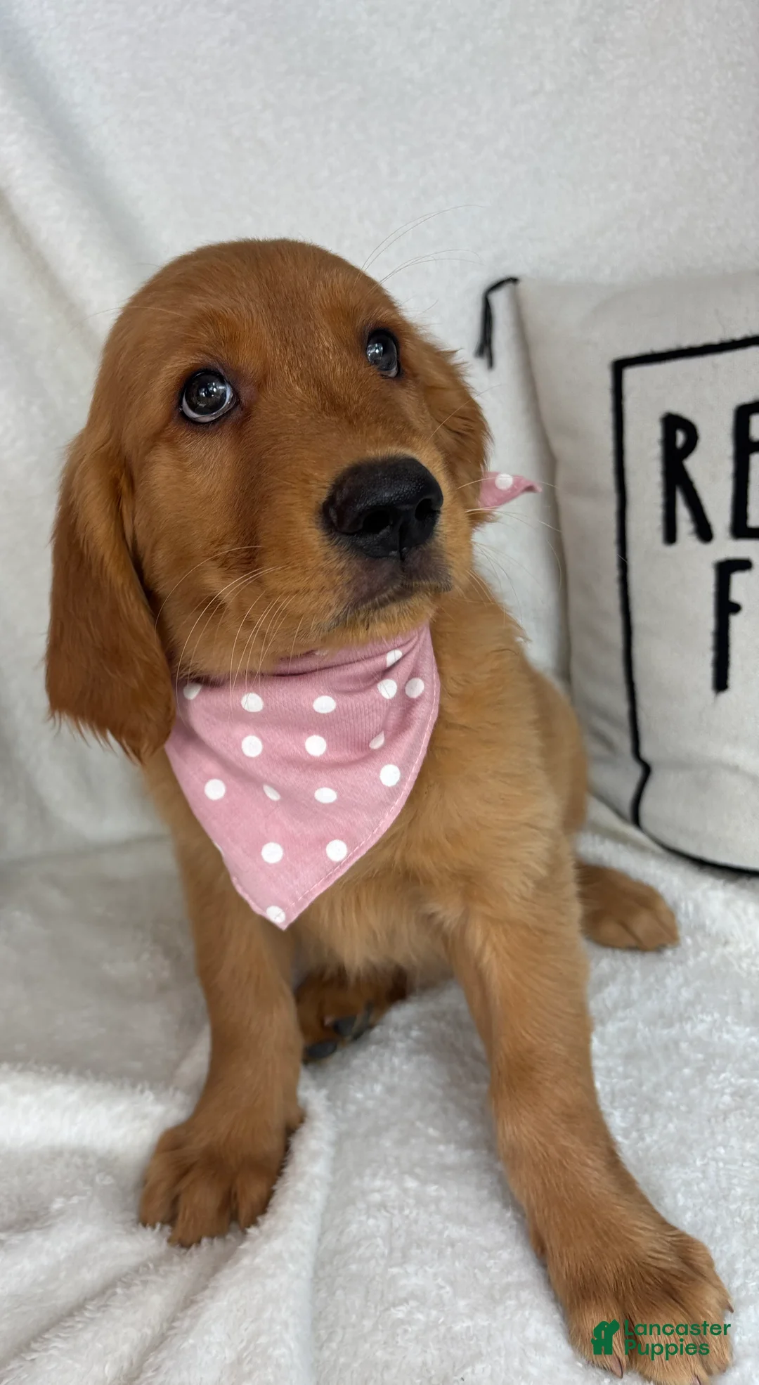 Golden Retriever dogs for sale: Gracie - Ad 2