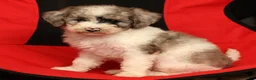 Mini Sheepadoodle dogs for sale: Charlie - Ad 7