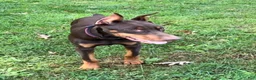 Doberman Pinscher dogs for sale: Diesel - Ad 7
