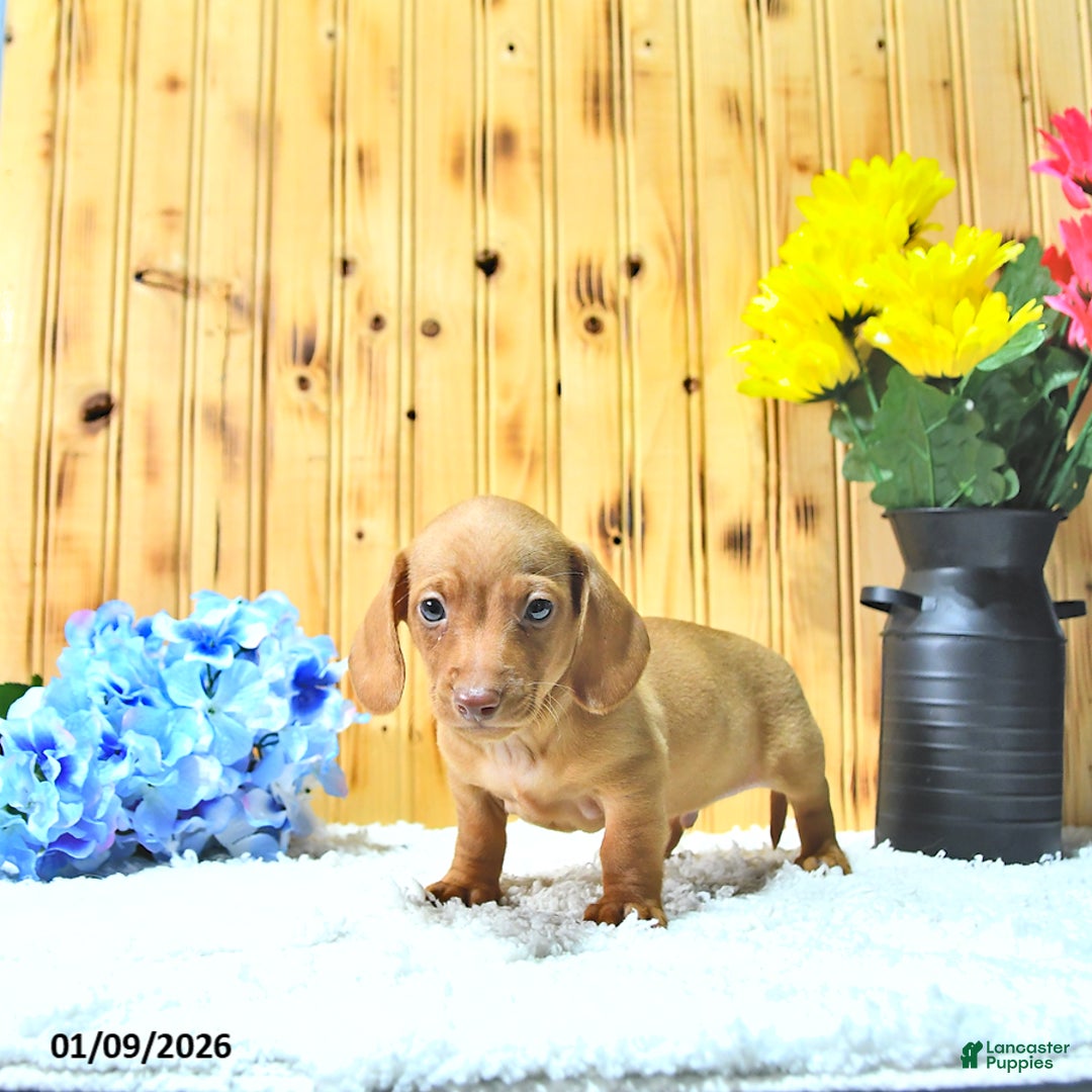 Miniature Dachshund dogs for sale: Milo - Ad 2