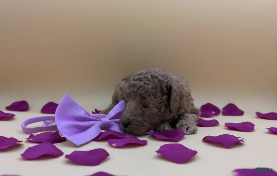 Toy Poodle dogs for sale: Cinnamon 💜 - Ad 14