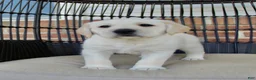Labrador Retriever dogs for sale: Dexter - Ad 3