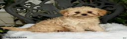 Cavapoo dogs for sale: Tori - Ad 5