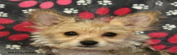 Morkie dogs for sale: Beauty - Ad 4