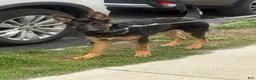 German Shepherd dogs for sale: German Shepherd Puppy 1 - Ad 2