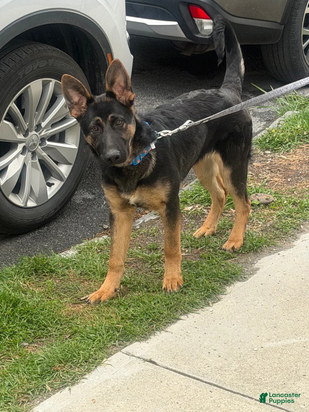 German Shepherd dogs for sale: German Shepherd Puppy 1 - Ad 2