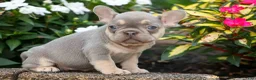 French Bulldog dogs for sale:  Regina🎀 - Ad 14
