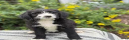 Mixed Breed dogs for sale: Gertie - Ad 8