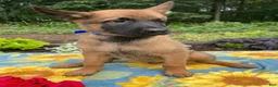 Belgian Malinois dogs for sale: Arthur - Ad 3