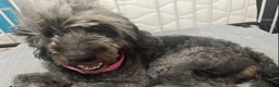 Aussiedoodle dogs for sale: Andera  Anna - Ad 8