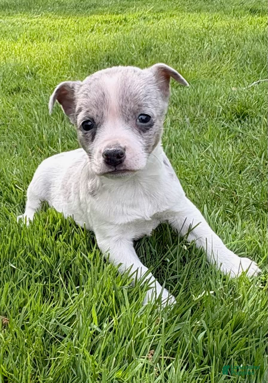 Chihuahua dogs Chihuahua Puppy 1 - Ad 1