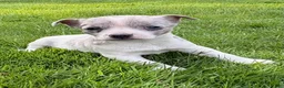 Chihuahua dogs for sale: Chihuahua Puppy 1 - Ad 1