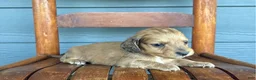 Miniature Dachshund dogs for sale: Burlap - Ad 2