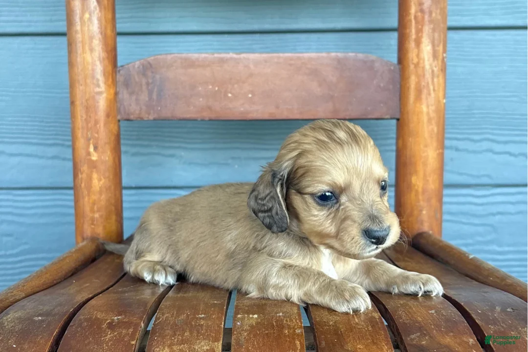 Miniature Dachshund dogs for sale: Burlap - Ad 2