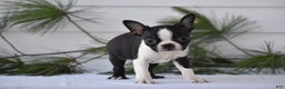 Boston Terrier dogs for sale: Rocket - Ad 1