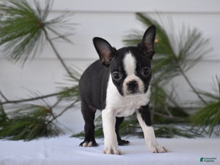 Boston Terrier dogs Rocket - Ad 8
