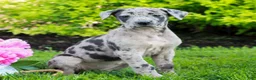 Great Dane dogs for sale: Rayna  - Ad 2