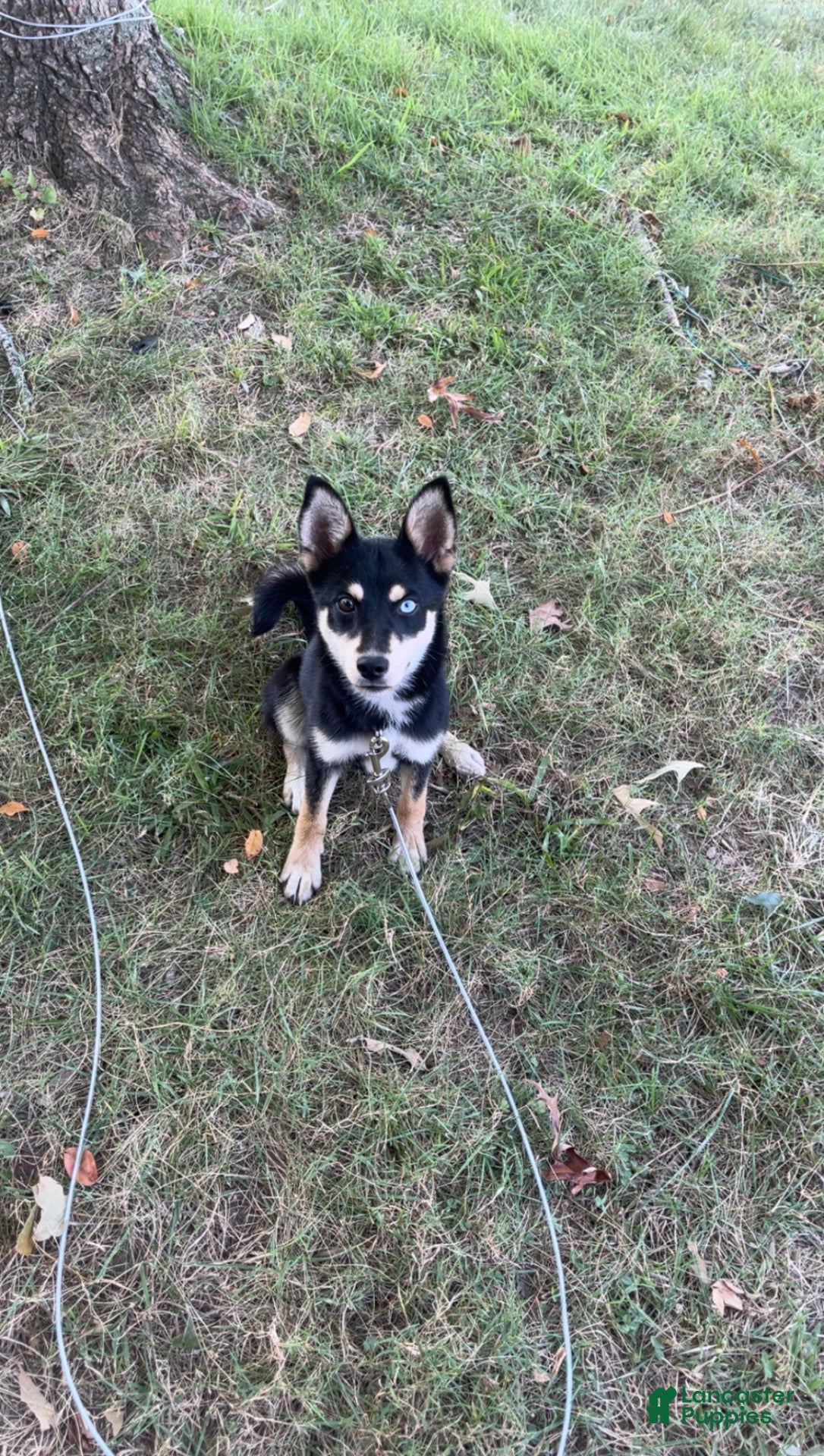 Mixed Breed dogs Mixed Breed 1 - Ad 1