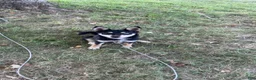 Mixed Breed dogs for sale: Mixed Breed 1 - Ad 1
