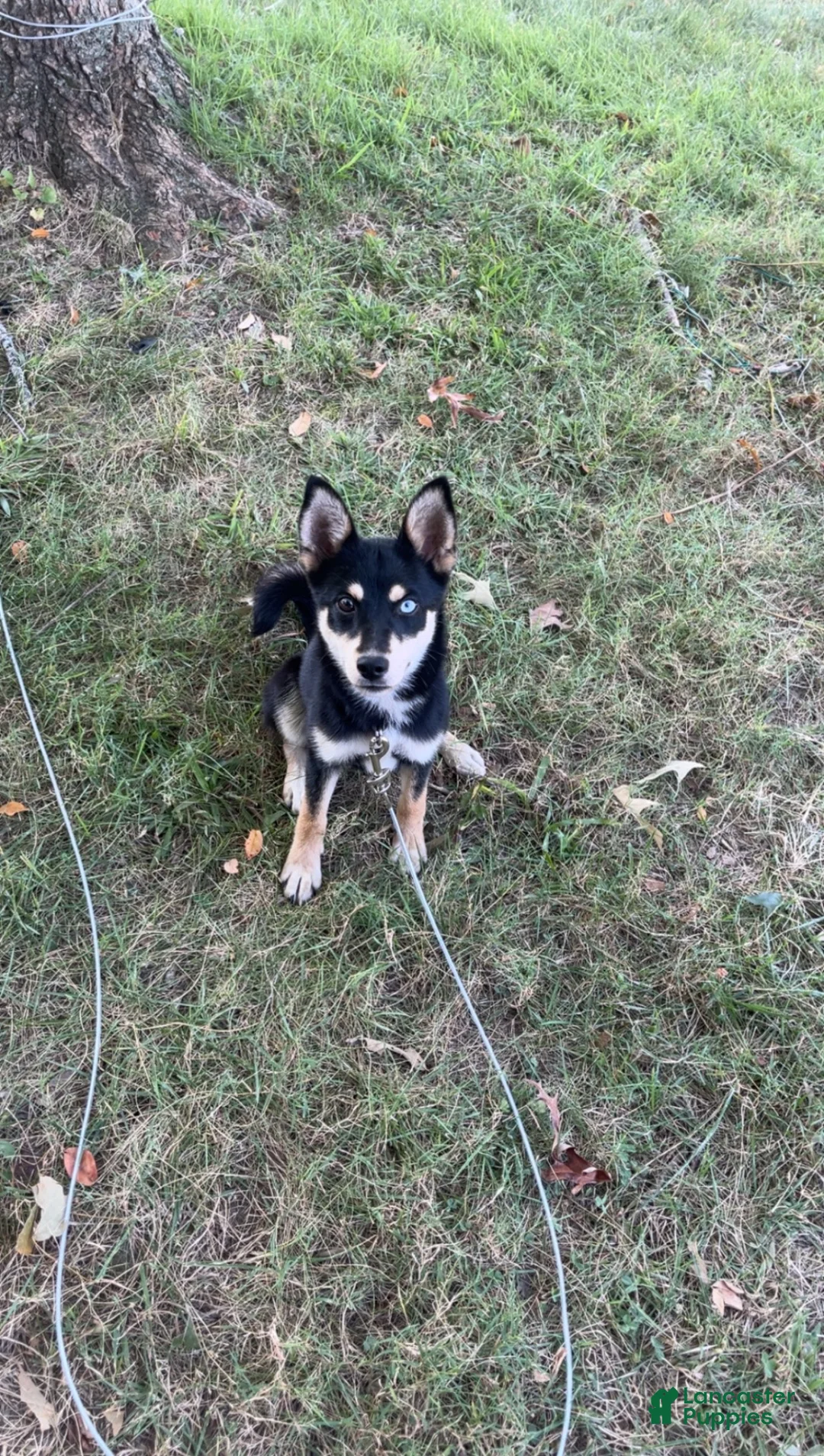 Mixed Breed dogs for sale: Mixed Breed 1 - Ad 1