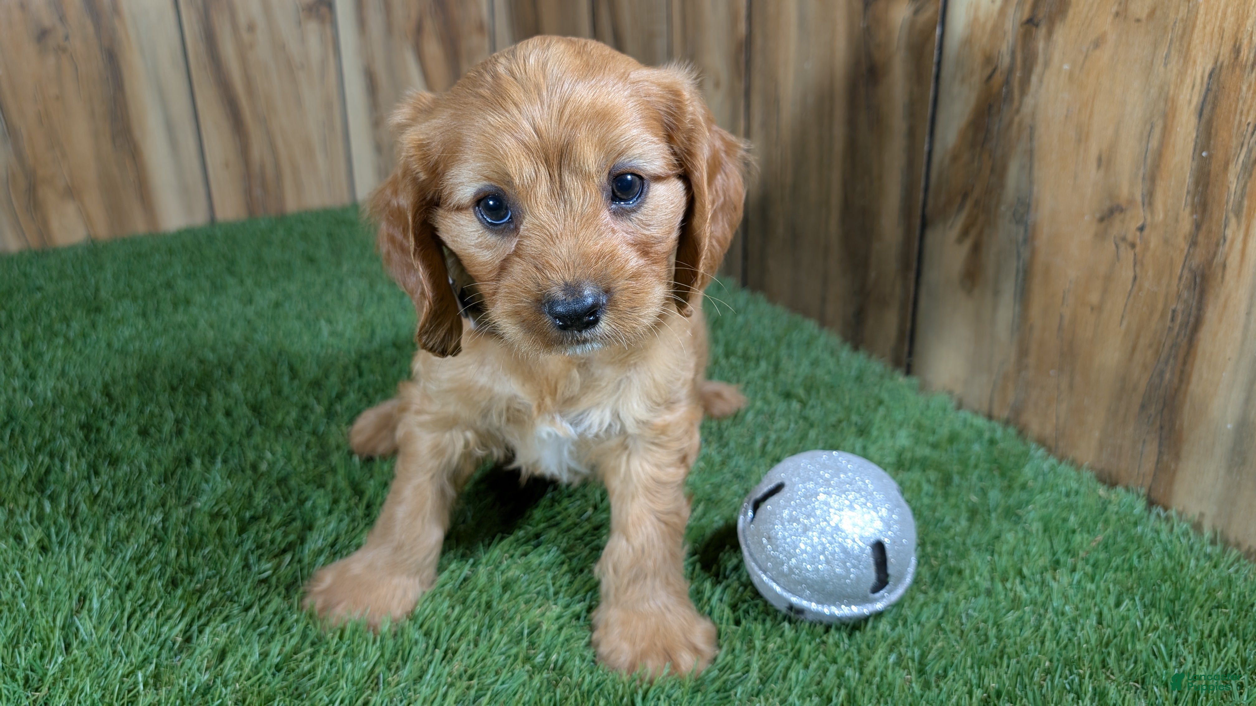 Cavapoo dogs Jazzy Boy 3 - Ad 2