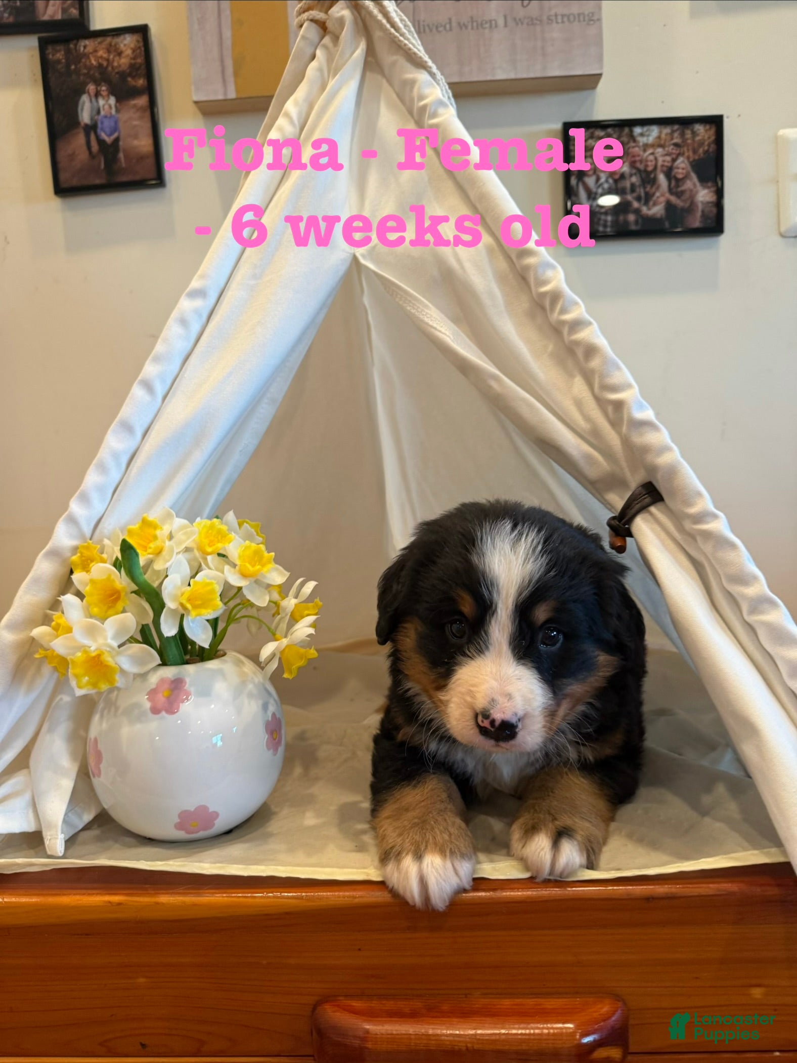 Bernese Mountain Dog dogs Fiona - Ad 9