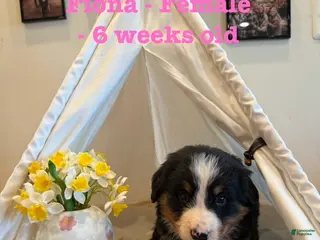 Bernese Mountain Dog dogs Fiona - Ad 10