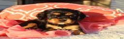 Cavalier King Charles Spaniel dogs for sale: Luna - Ad 5