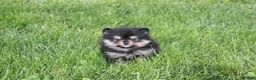 Pomeranian dogs for sale: Tilly - Ad 4