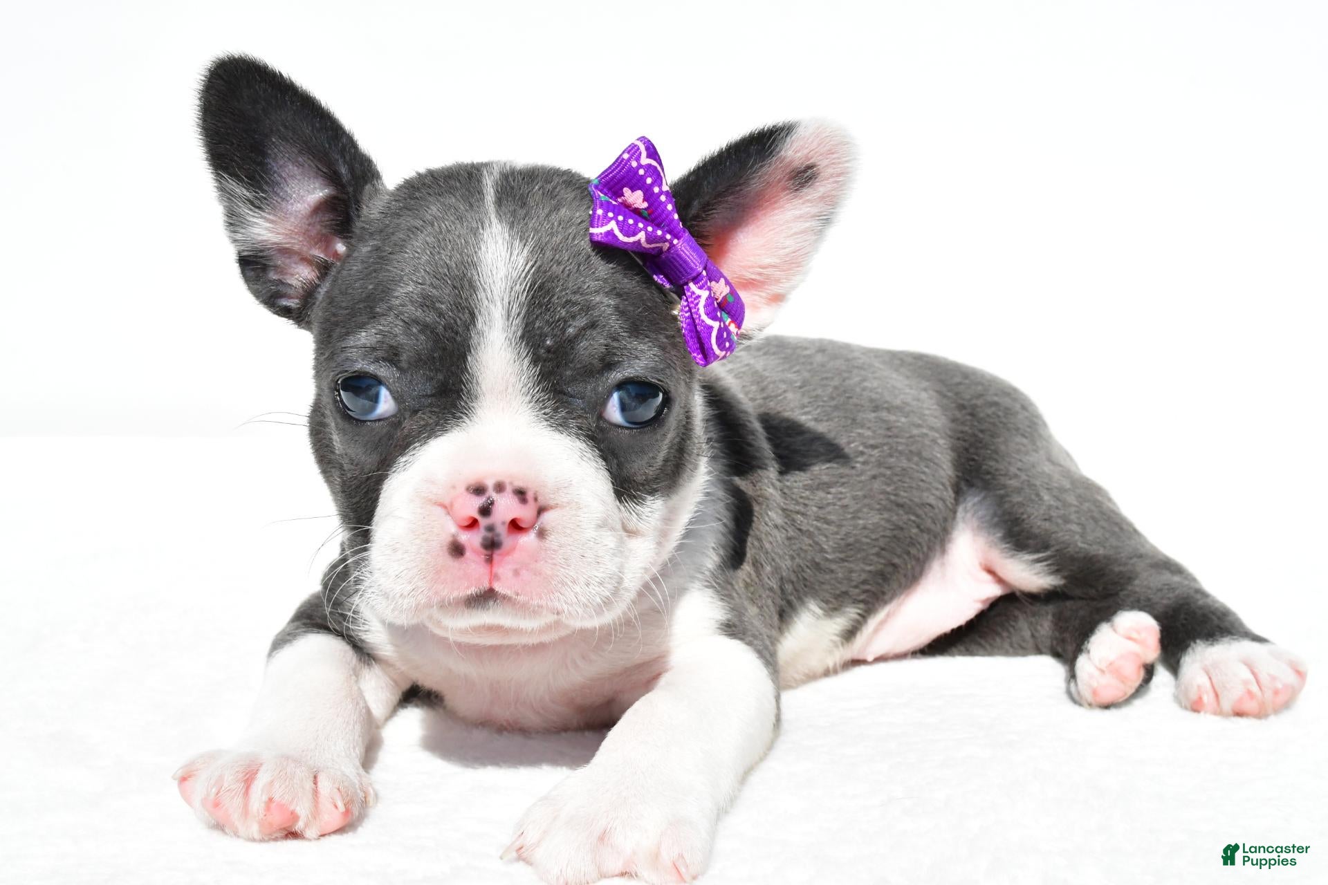 Mixed Breed dogs Bailey - Ad 1