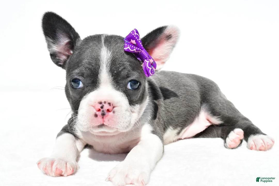 Mixed Breed dogs for sale: Bailey - Ad 1