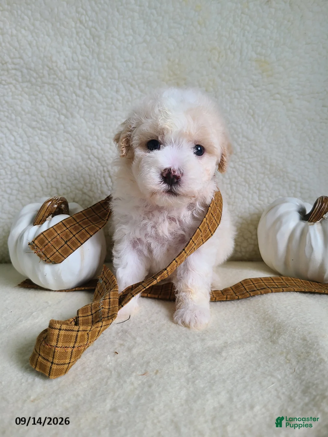 Lhasapoo dogs for sale: Cash - Ad 1