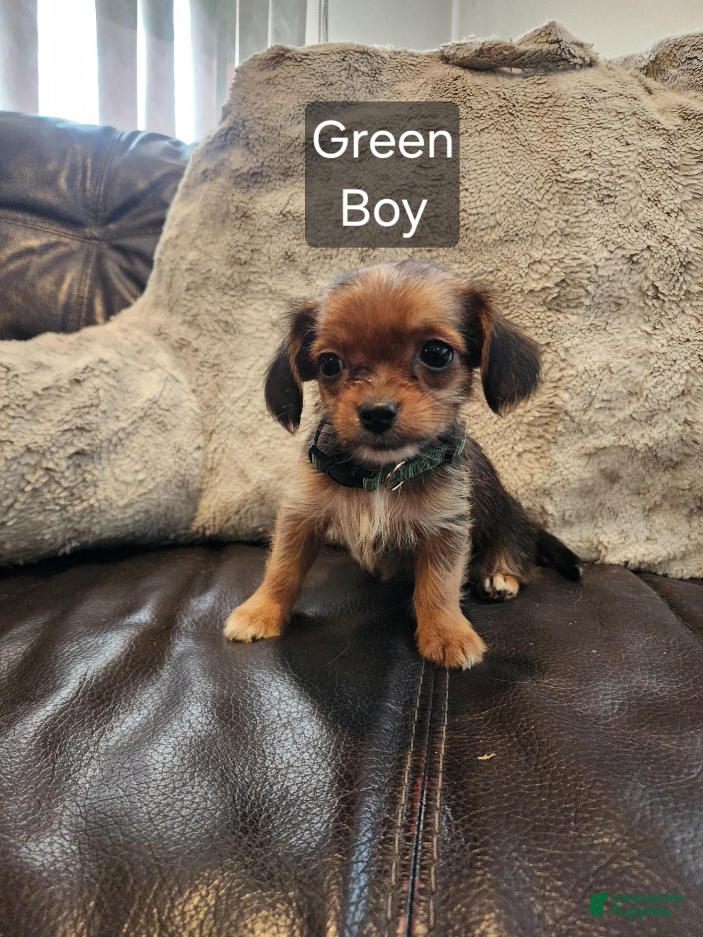 Shorkie dogs Shorkie 4 - Ad 36