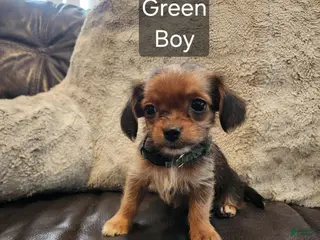Shorkie dogs Shorkie 4 - Ad 17