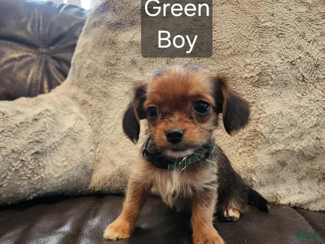 Shorkie dogs for sale: Shorkie 4 - Ad 4