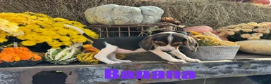 Beagle 5