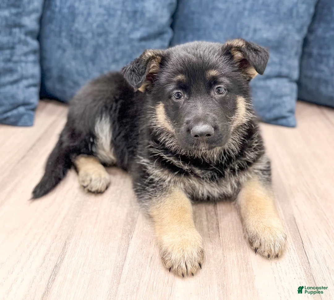 German Shepherd dogs for sale: Bennet - Ad 2