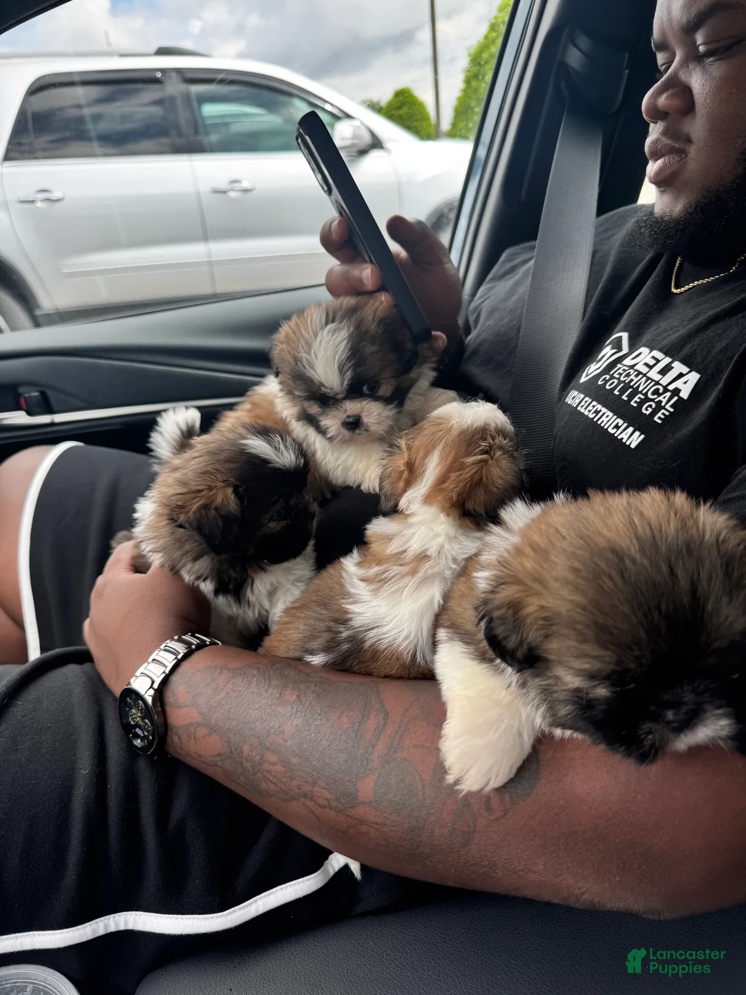 Shih Tzu dogs for sale: SADIE - Ad 6