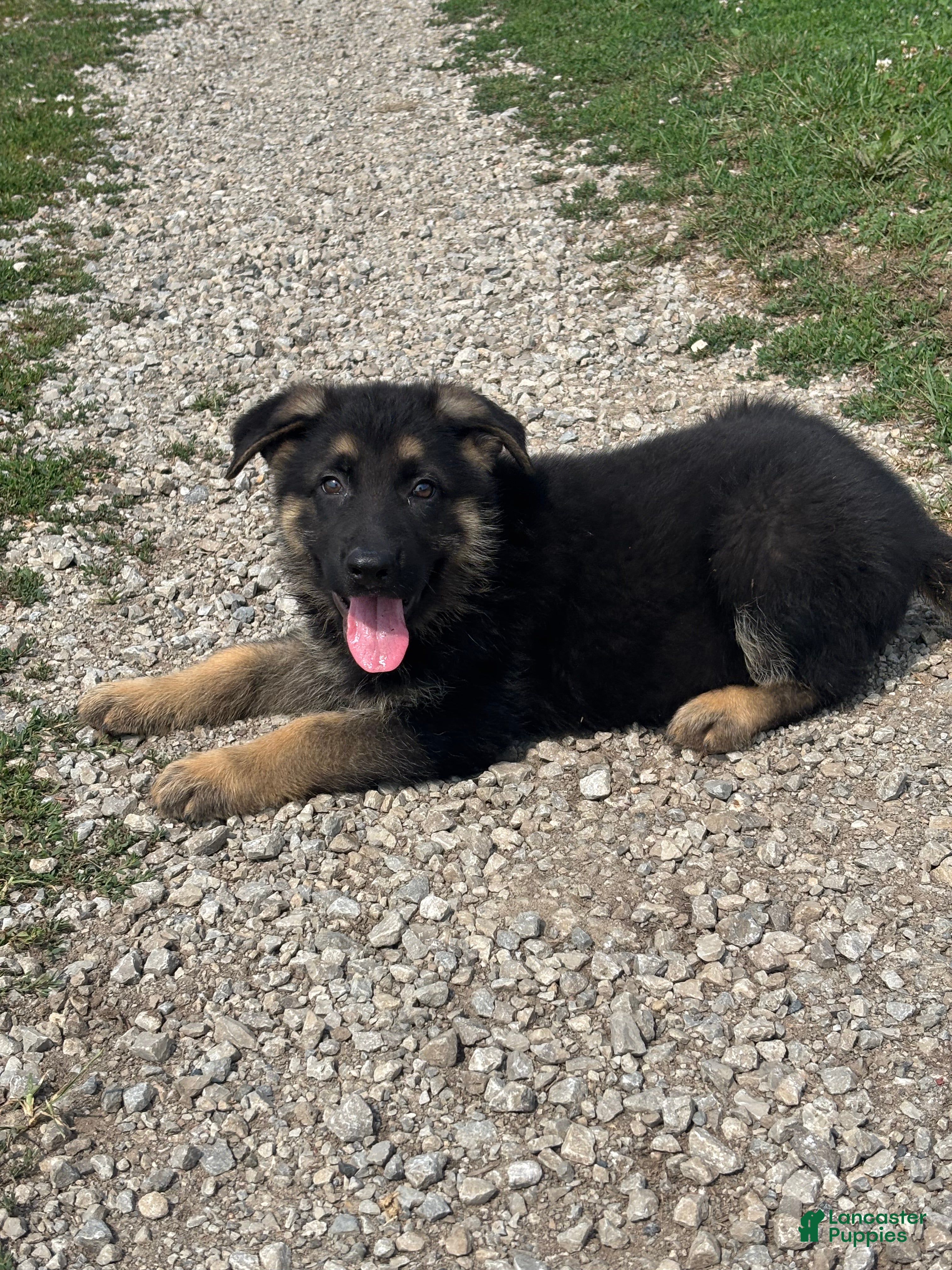 German Shepherd dogs Ace - Ad 2