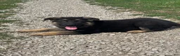 German Shepherd dogs for sale: Ace - Ad 2