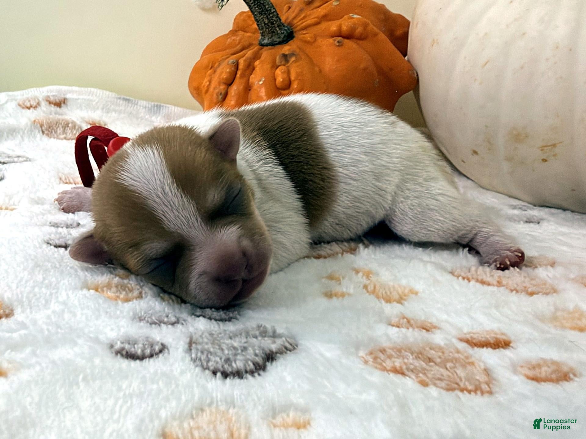 Chihuahua dogs for sale: Red - Ad 2