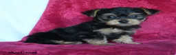 Yorkshire Terrier dogs for sale: Aggie - Ad 3