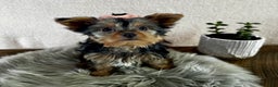 Yorkshire Terrier dogs for sale: Willow - Ad 8