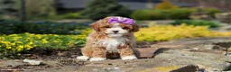 Cavapoo dogs for sale: Bella Rae - Ad 1