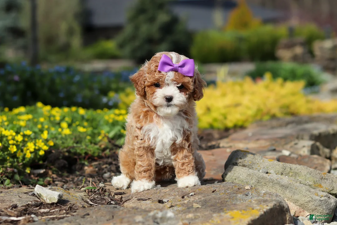 Cavapoo dogs for sale: Bella Rae - Ad 1