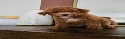 Mini Goldendoodle dogs for sale: Pippin - Ad 9