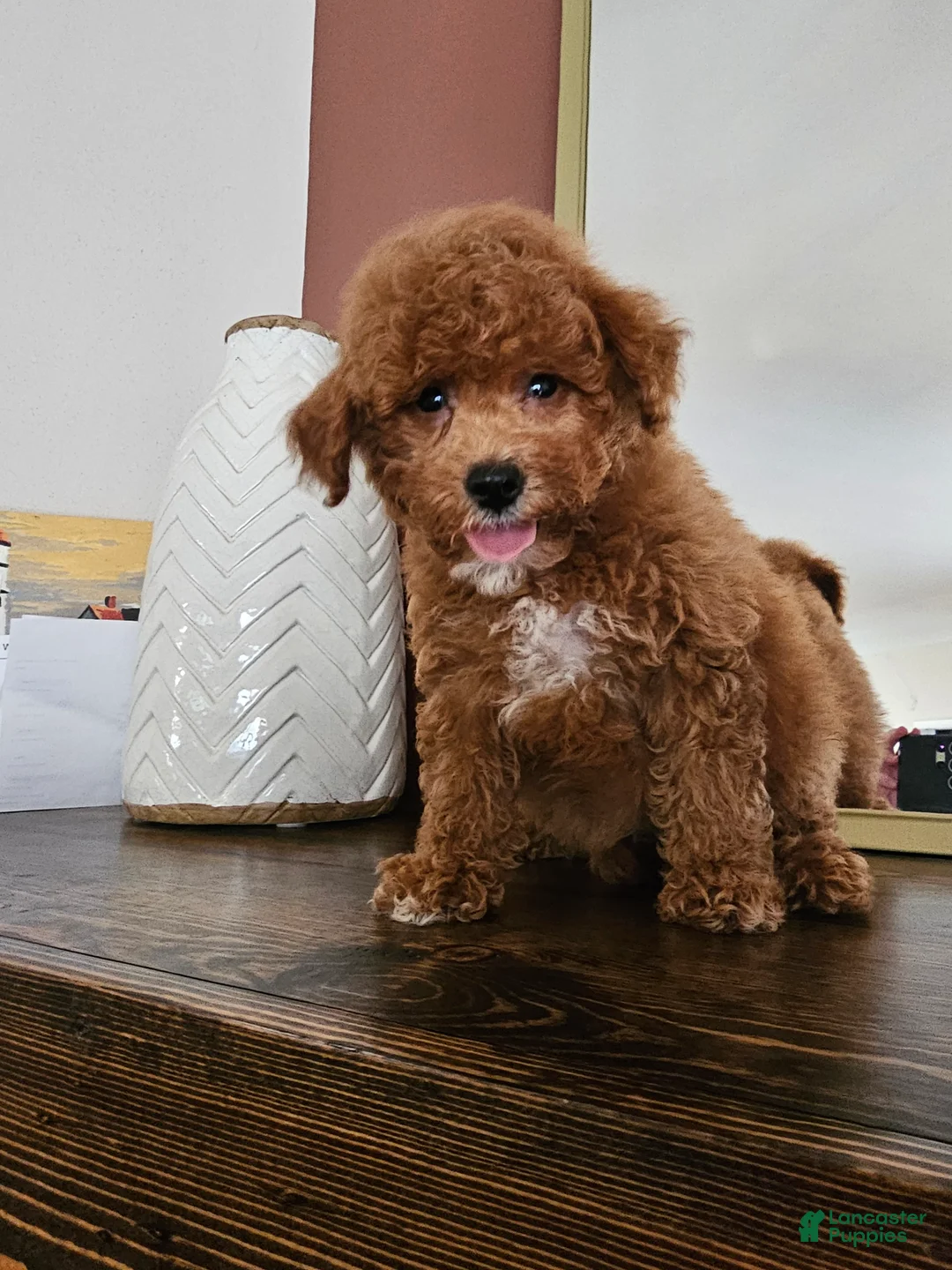 Mini Goldendoodle dogs for sale: Pippin - Ad 9
