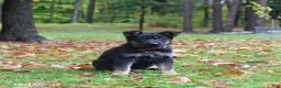 German Shepherd dogs for sale: Candy - Ad 3